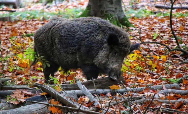 El grupo cárnico Jorge prescinde de 300 trabajadores temporales por la peste porcina