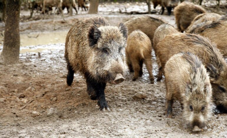 suben a 16 los positivos en Cataluña