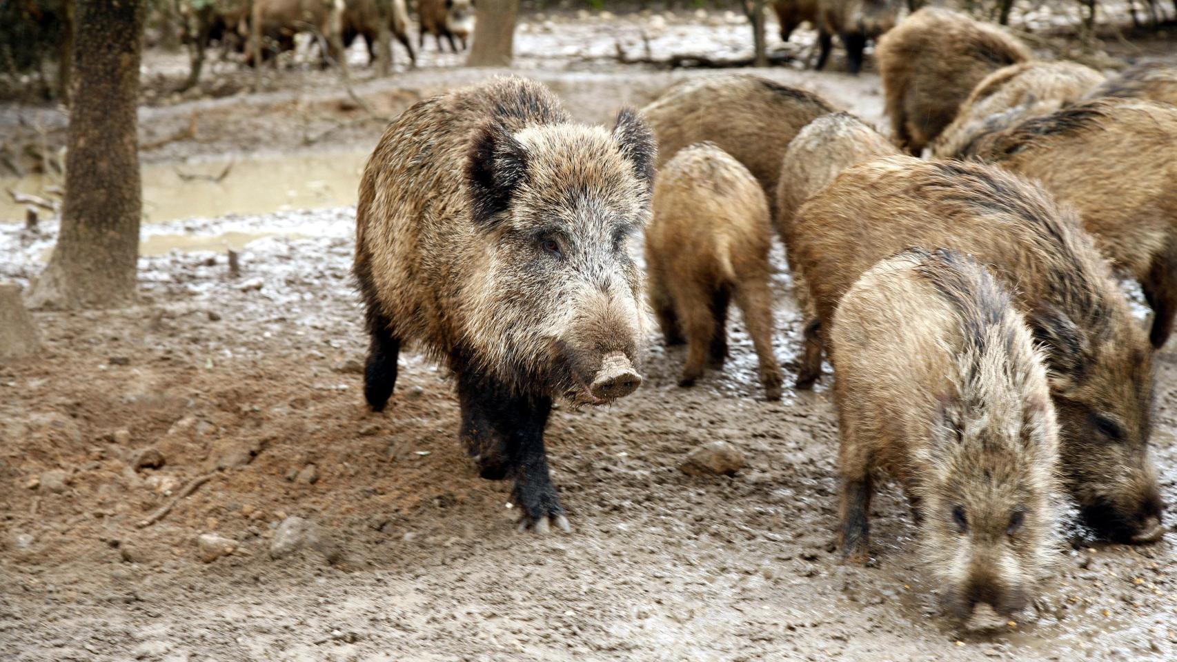 suben a 16 los positivos en Cataluña