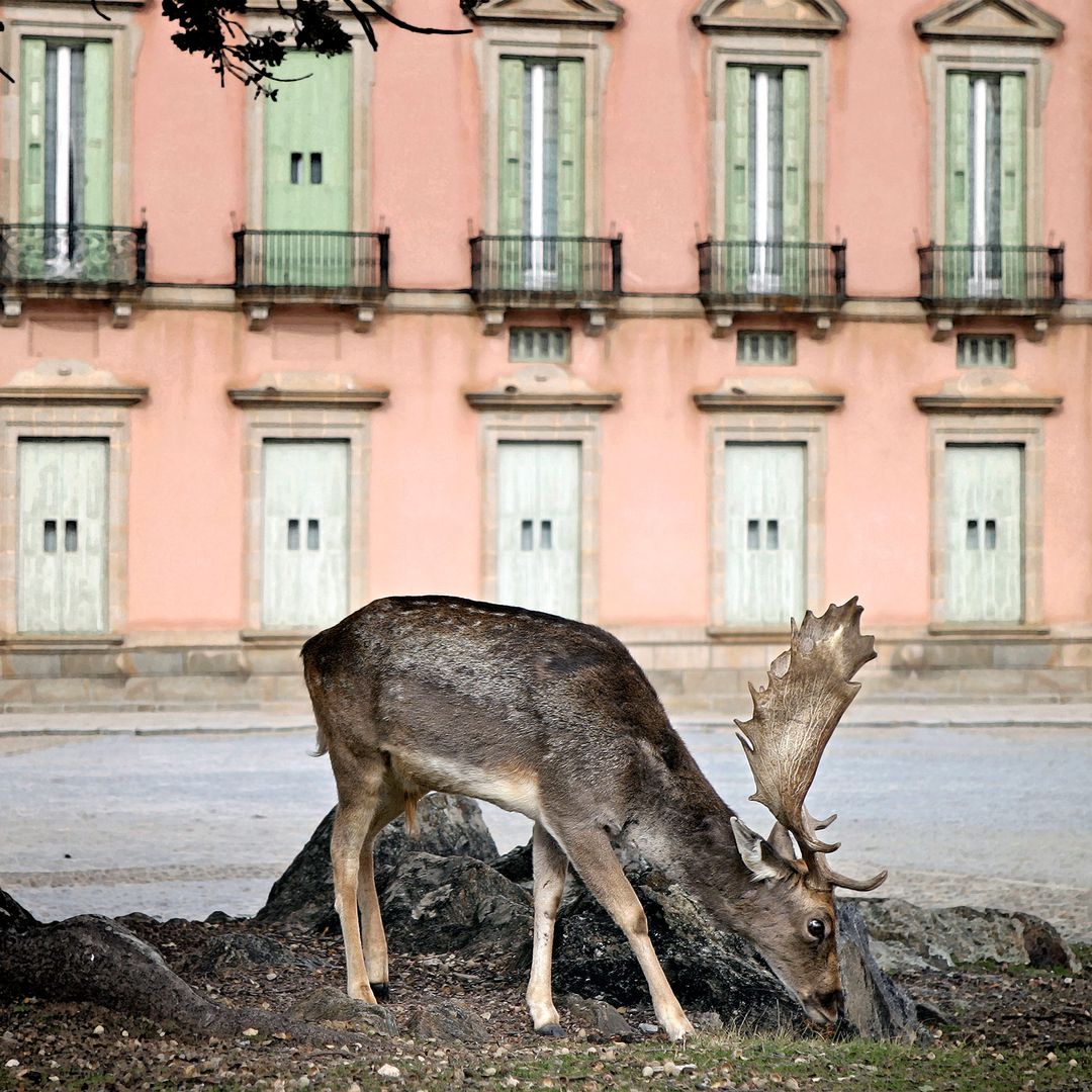 Ciervos frente al Palacio Real de Riofrío, Segovia