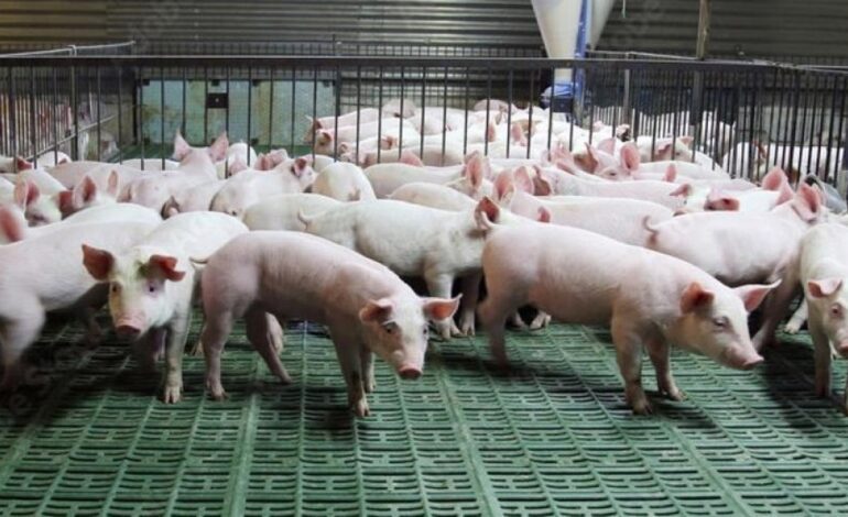 El precio del cerdo se desploma hasta un 17% tras los casos de peste porcina en Cataluña