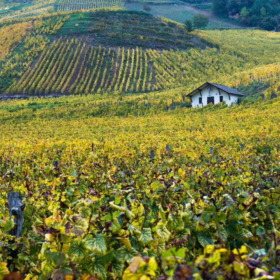 El viñedo del Jura, entre Francia y Suiza