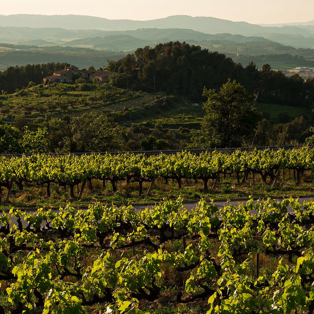 Visita las mejores bodegas de cava de Cataluña esta Navidad: Visita las mejores bodegas de cava de Cataluña esta Navidad: Llopart