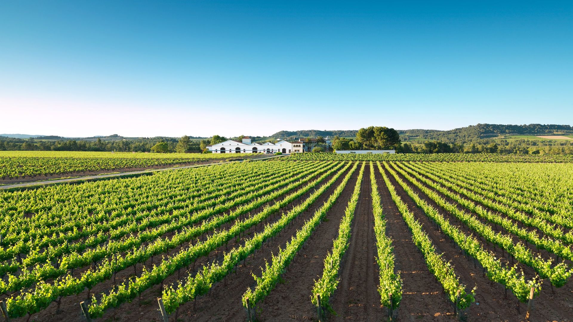 Visita las mejores bodegas de cava de Cataluña esta Navidad: Nadal