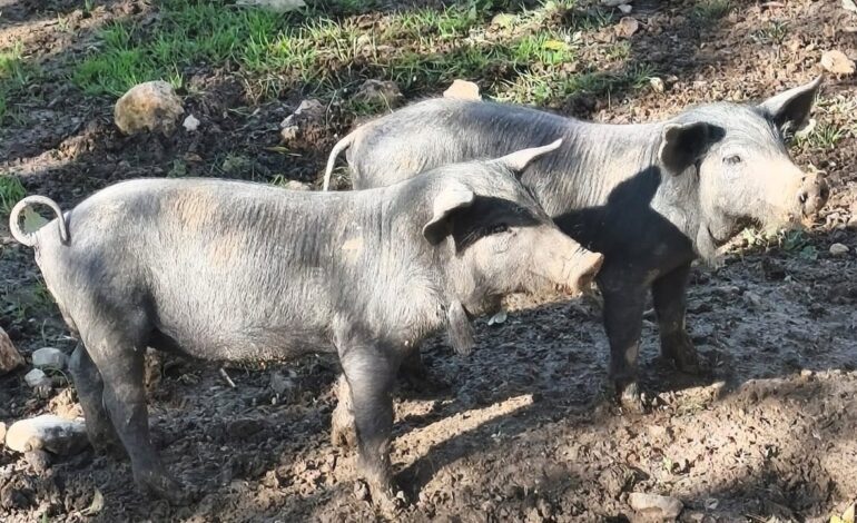 El Ministerio de Agricultura investiga si el virus de la peste porcina podría venir de un laboratorio