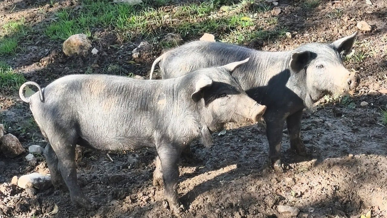 El Ministerio de Agricultura investiga si el virus de la peste porcina podría venir de un laboratorio