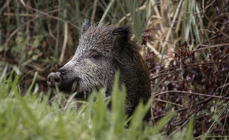 Peste porcina en Catalunya, en directo