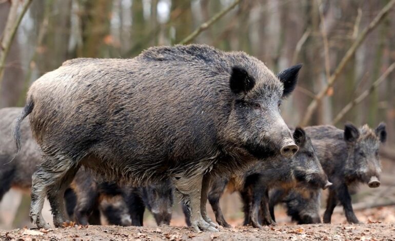 Encuentran otros dos jabalís muertos en la zona del brote de peste porcina