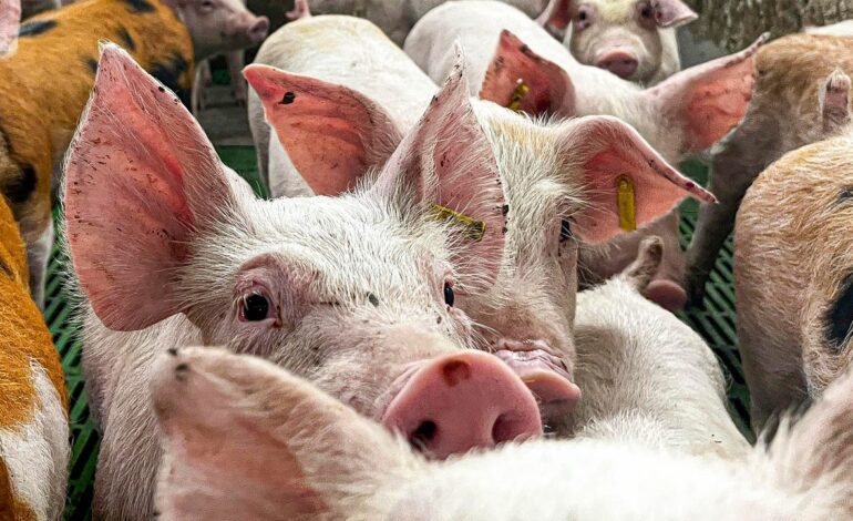 Agricultura investiga un posible origen de laboratorio del brote de peste porcina en Barcelona y amplía las medidas de control