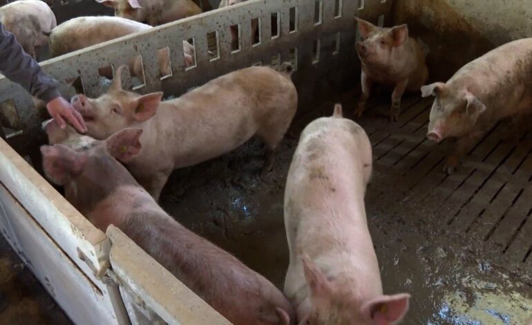 Seis expertos en bioseguridad investigan el origen de la Peste Porcina Africana