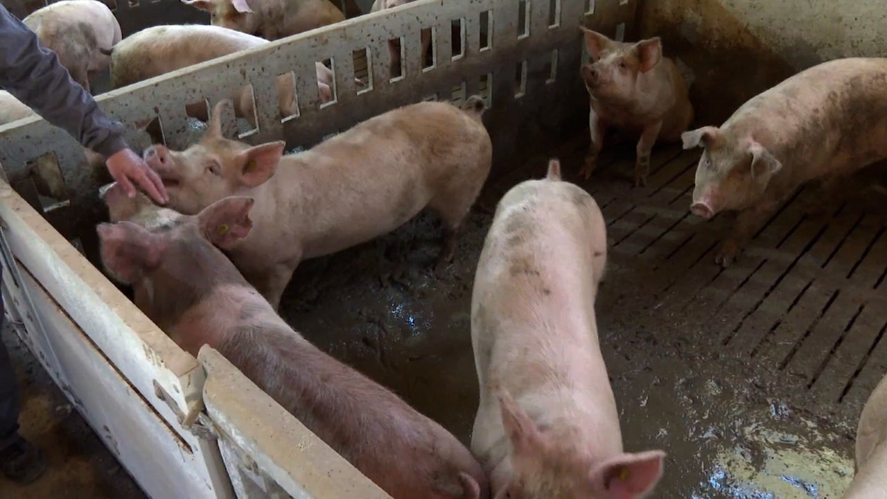 Seis expertos en bioseguridad investigan el origen de la Peste Porcina Africana