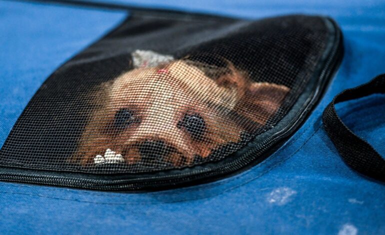 En Cádiz ya se registran cuatro veces más mascotas que nacimientos