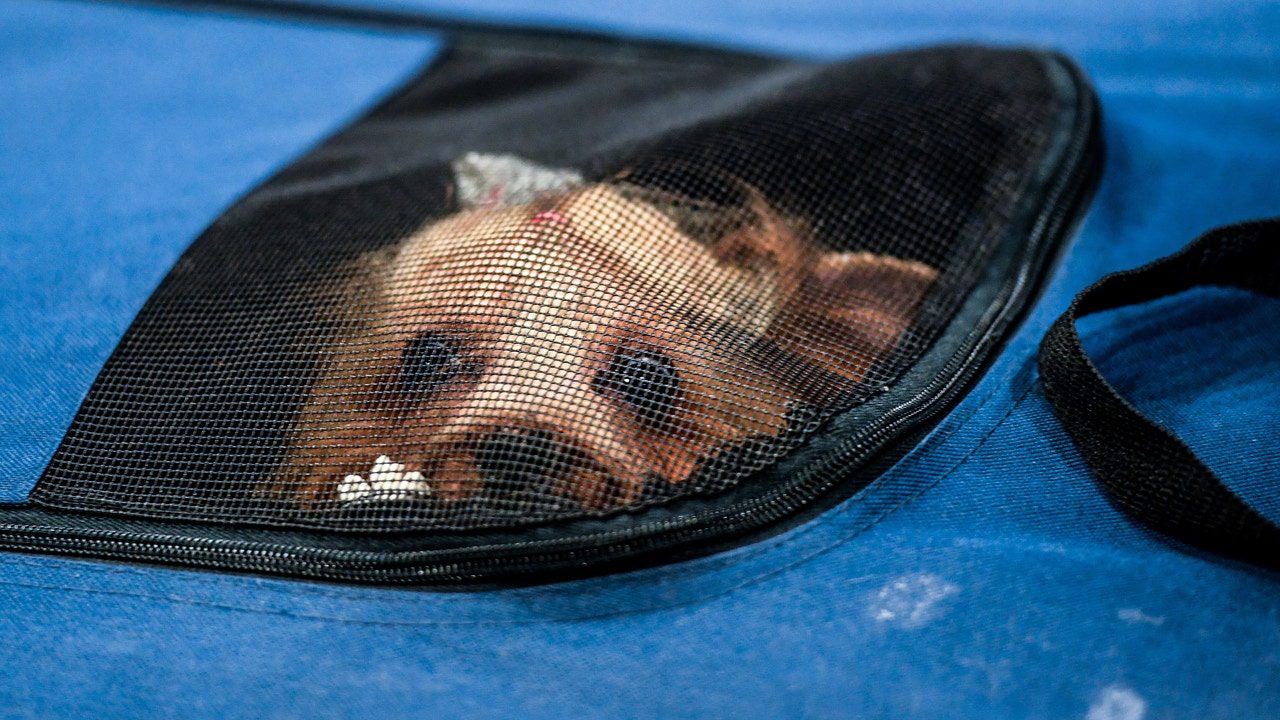 En Cádiz ya se registran cuatro veces más mascotas que nacimientos