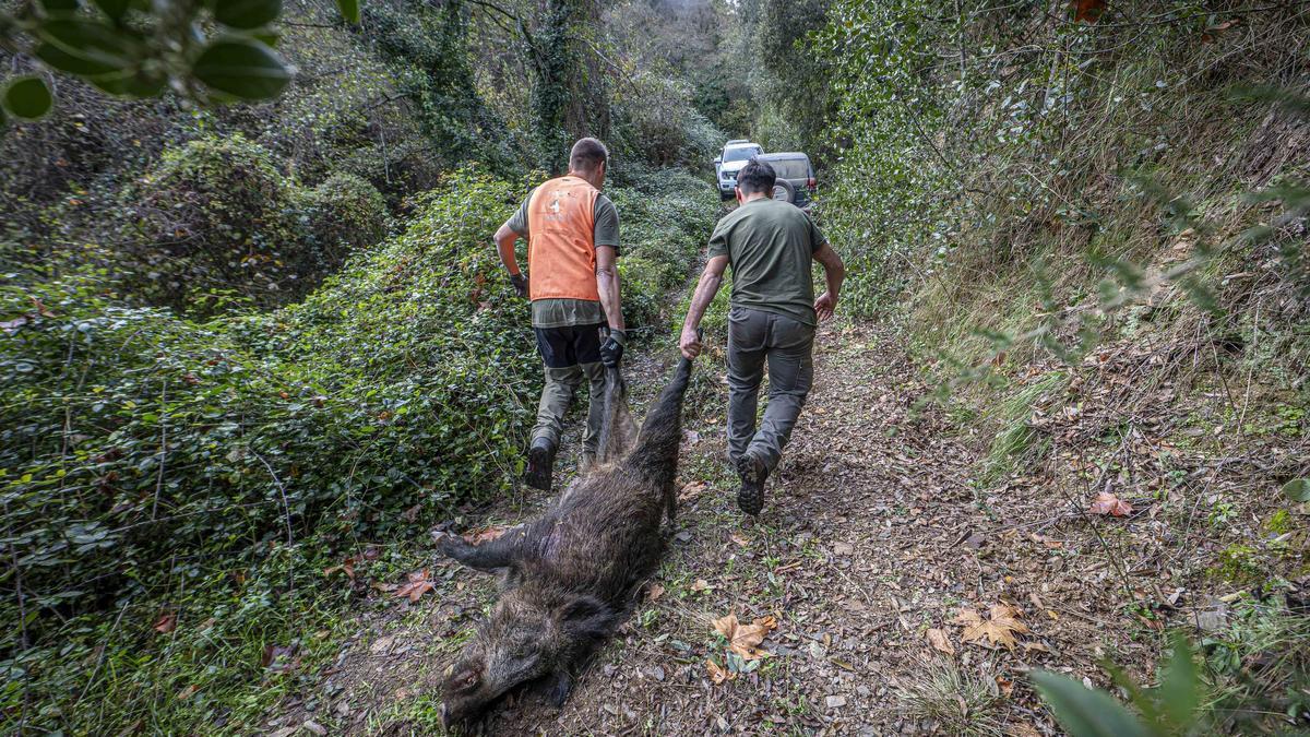 Peste porcina en Catalunya, en directo