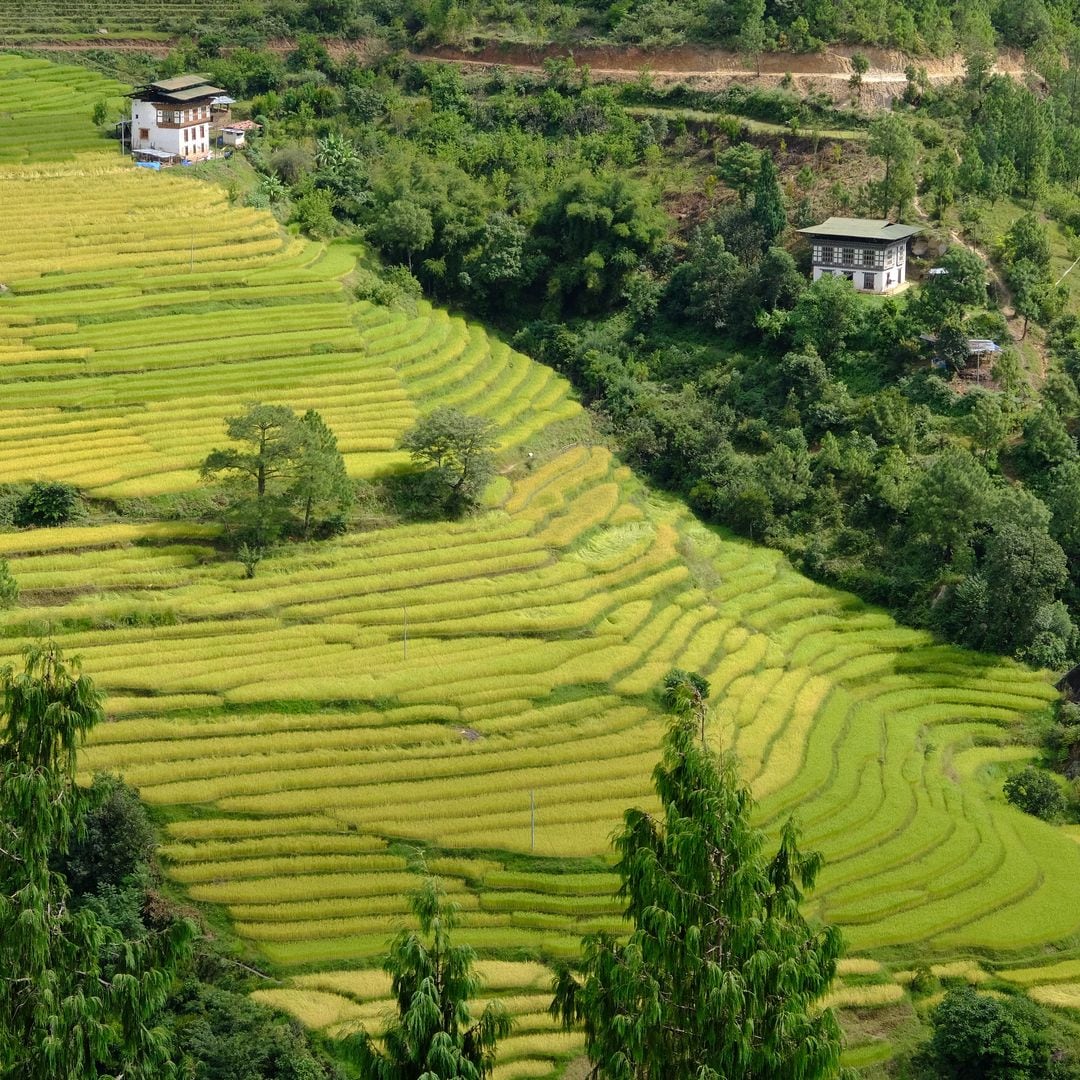 Terrazas de arroz en Bután.