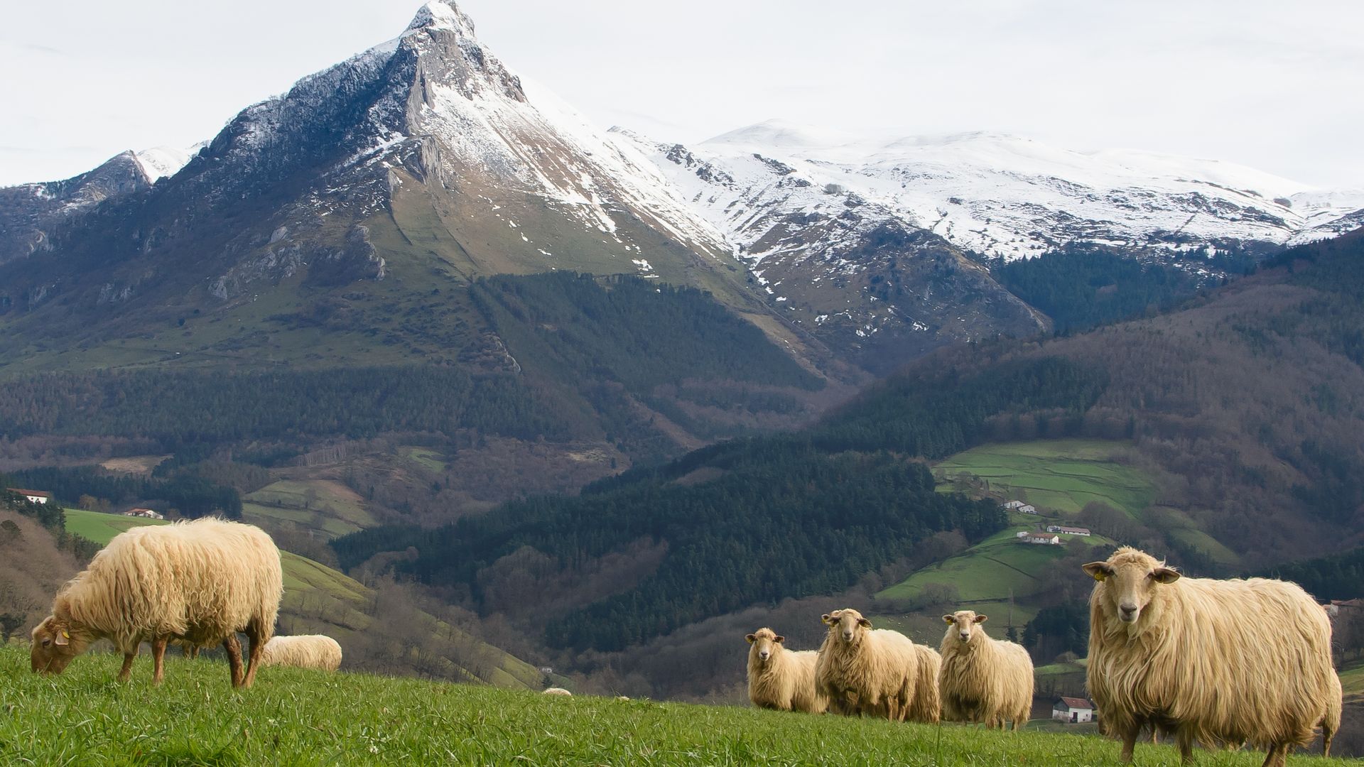 Ovejas al pie del monte Txindoki, Gipuzkoa