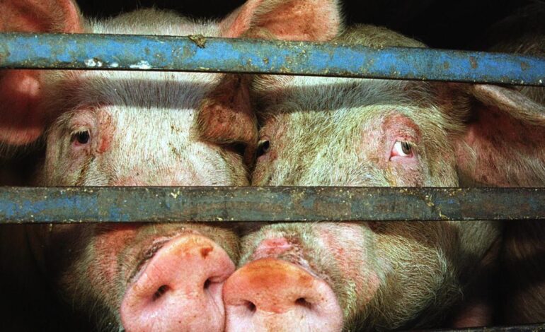 BROTE DE PESTE PORCINA | Aragón refuerza medidas para evitar que se ‘cuele’ la peste porcina: «Cada dos por tres desinfectamos»