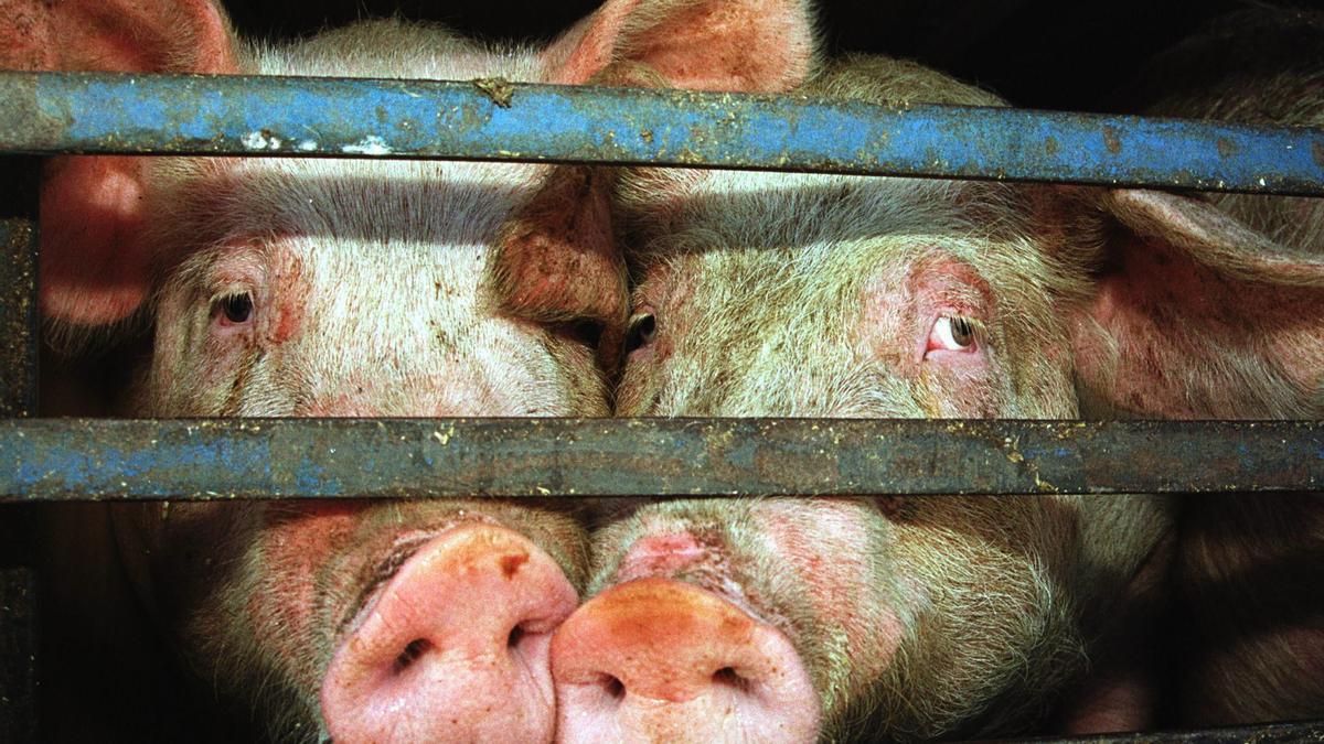 BROTE DE PESTE PORCINA | Aragón refuerza medidas para evitar que se ‘cuele’ la peste porcina: «Cada dos por tres desinfectamos»