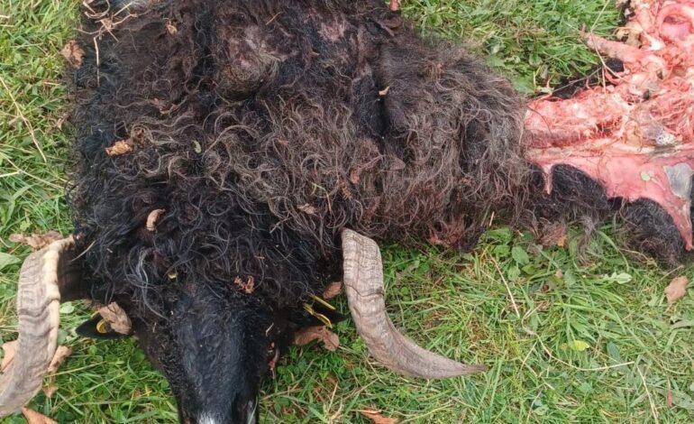 LOBO GANADERÍA ASTURIAS | Nuevos ataques del lobo al ganado en el Aramo: «Lo dejo, las han matado a todas»