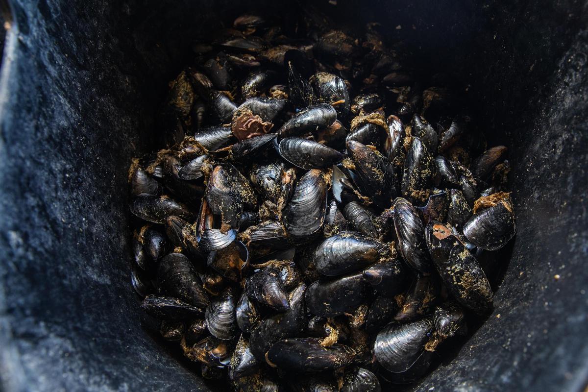 Mejillones recién cosechados