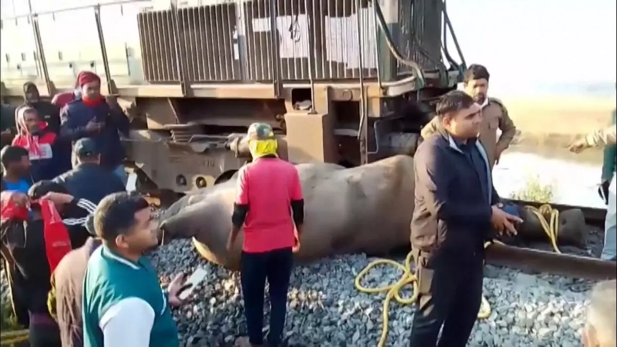 Un tren atropella a una manada de elefantes en la India