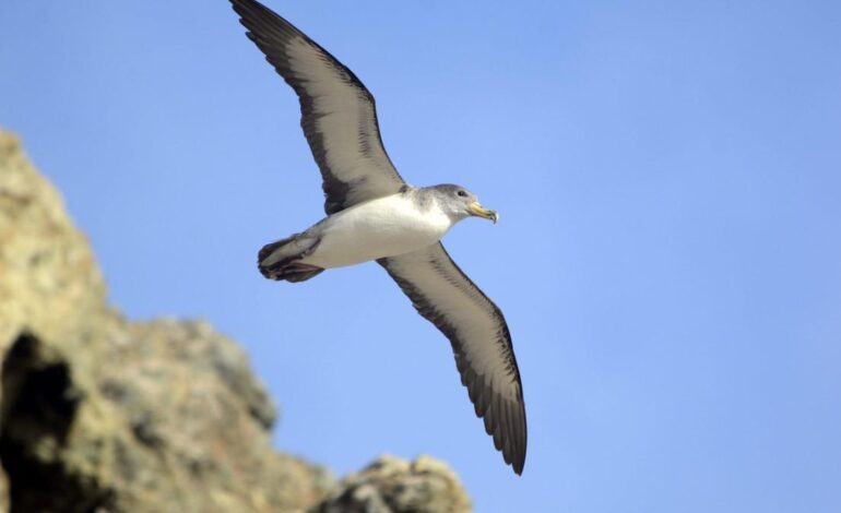 AVES COSTERAS MEJORAN | Otro motivo para la esperanza: las aves costeras de Europa se recuperan en las últimas décadas