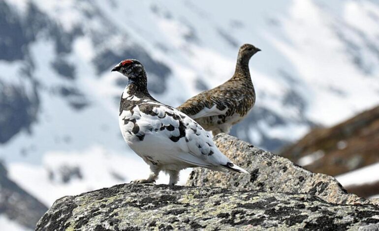 ESPECIES EN PELIGRO | Tres emblemáticas aves de las montañas cantábricas y pirenaicas, en peligro por el cambio climático