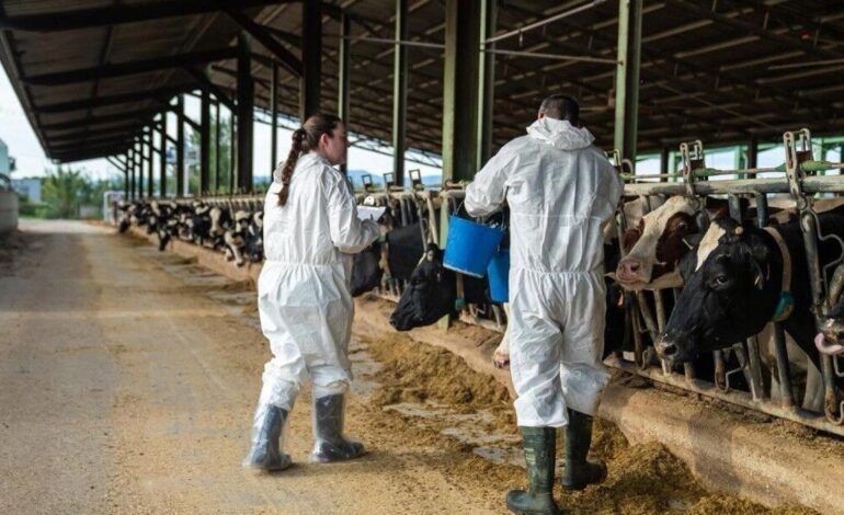 PESTE PORCINA | El 60% de infecciones emergentes tienen origen animal: «Los veterinarios somos clave en las crisis sanitarias»