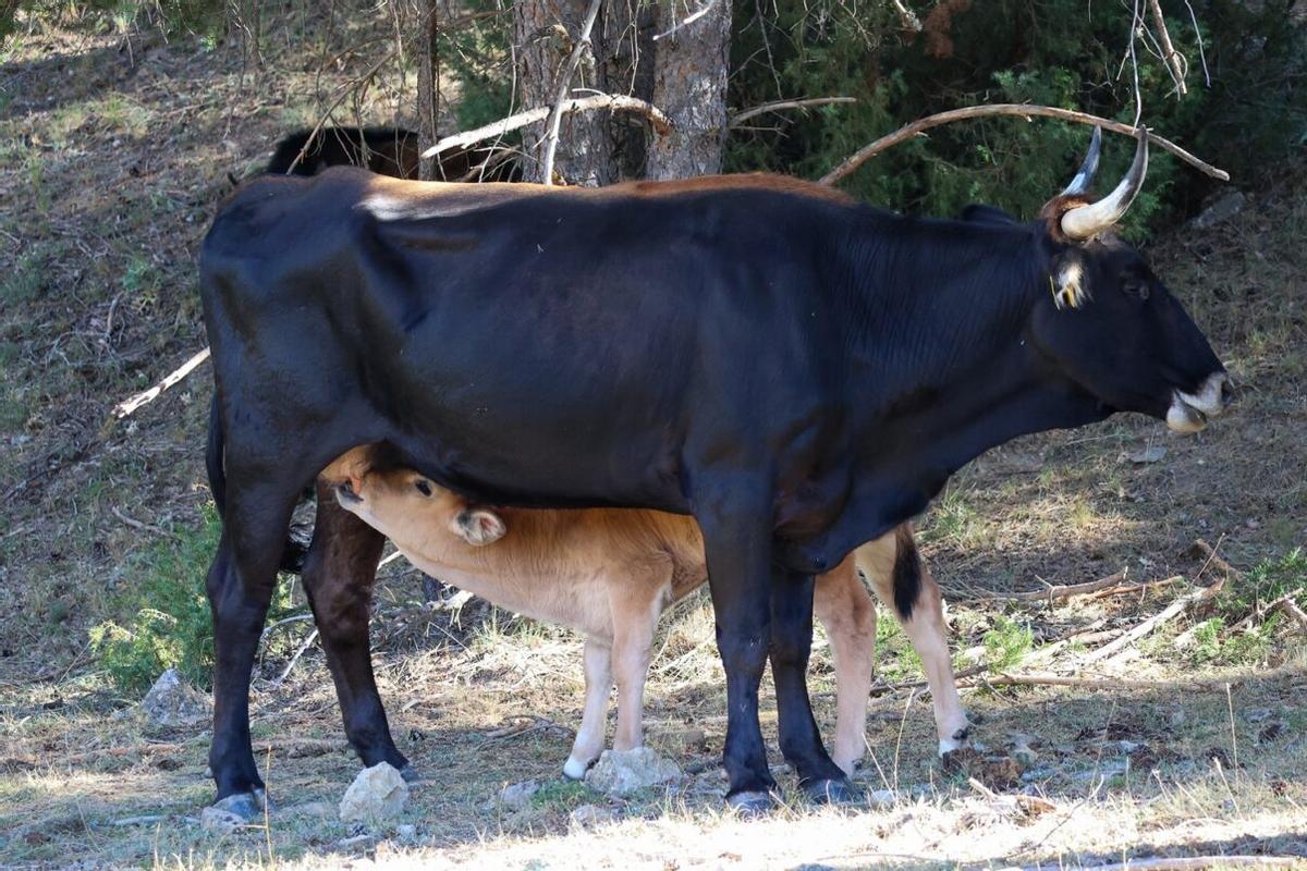 Un bebé Tauro con su madre