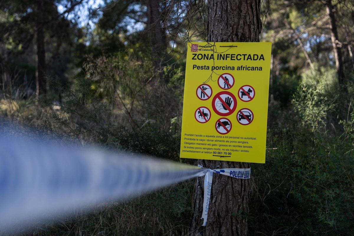 Personal de la UME y agentes rurales se reúnen en la zona declarada en cuarentena por Peste Porcina Africana en Torreferrussa, antes de iniciar las tareas previstas.