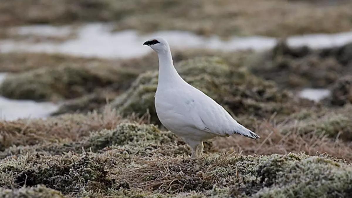 Lagopodo alpino.