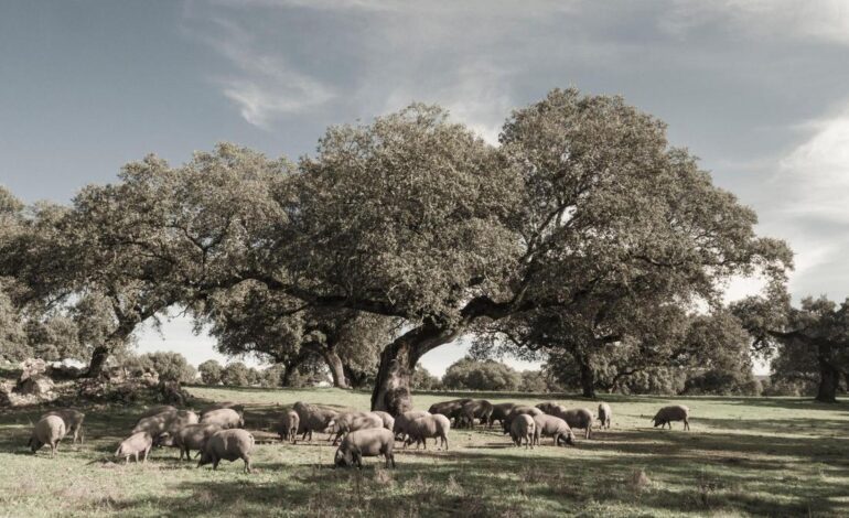 por qué comer jamón de bellota garantiza la supervivencia del bosque mediterráneo