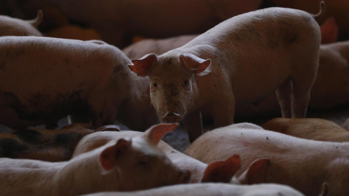 PESTE PORCINA AFRICANA | China suspende las importaciones de cerdo de 12 empresas de Barcelona tras el foco de peste porcina