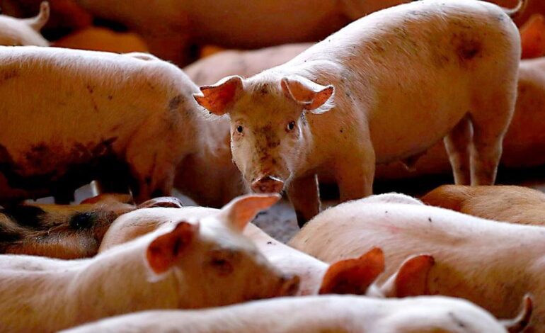 PESTE PORCINA AFRICANA | ¿Quién se juega más dinero con la peste porcina? 5 empresas concentran el 30% de los cerdos que se crían en Cataluña