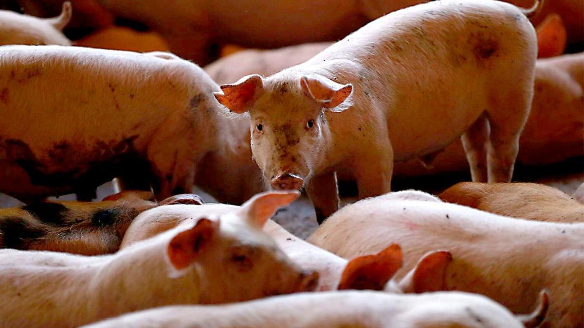 PESTE PORCINA AFRICANA | ¿Quién se juega más dinero con la peste porcina? 5 empresas concentran el 30% de los cerdos que se crían en Cataluña