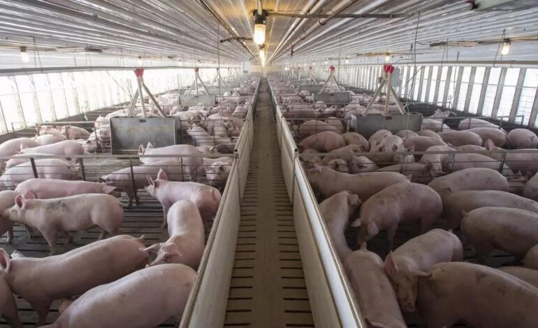 Aragón pierde dos de sus mercados extranjeros más importantes por la peste porcina africana