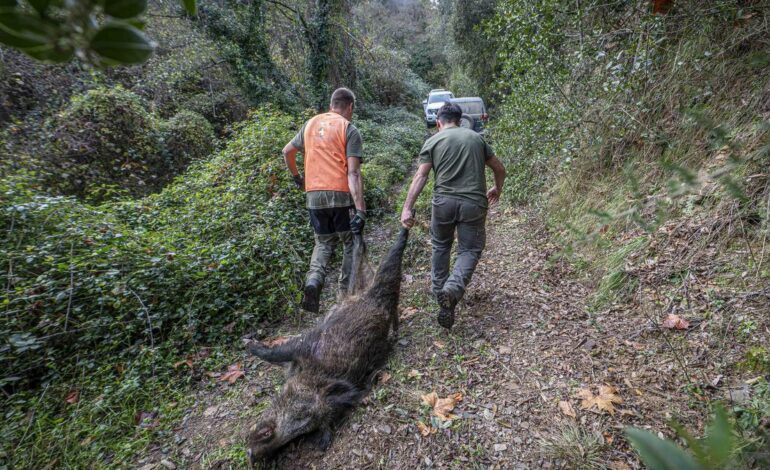 Peste porcina en Catalunya, en directo