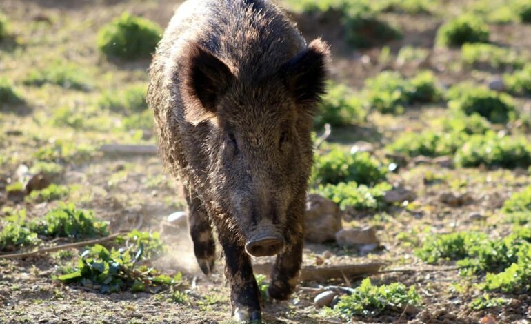 Peste porcina en Catalunya, en directo