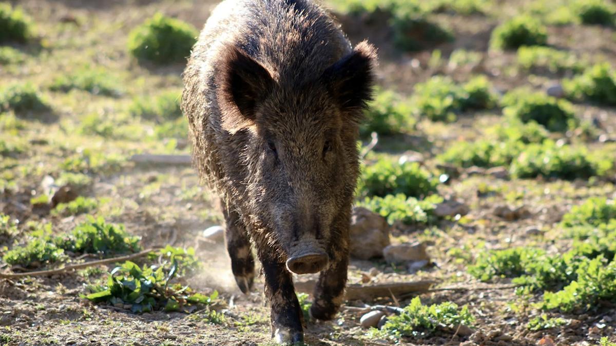 Peste porcina en Catalunya, en directo