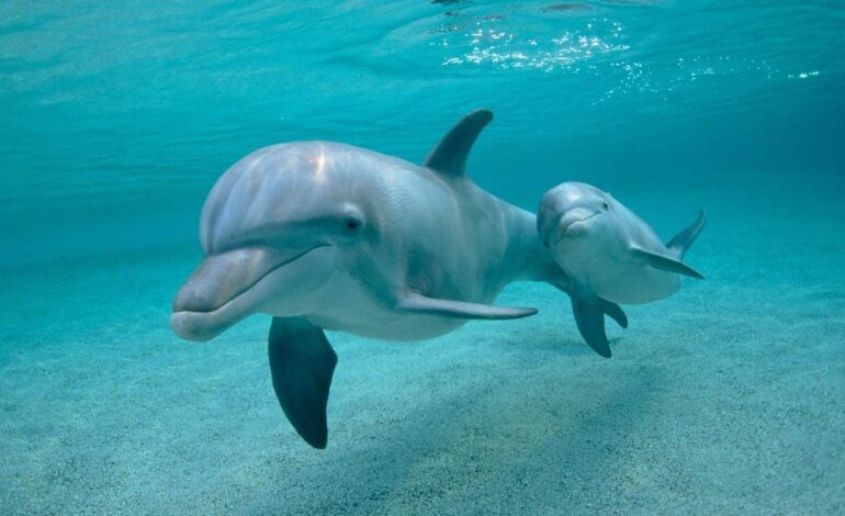 QUÍMICOS TÓXICOS EN BALLENAS | PFAS en todas partes: hallan niveles inesperados de químicos tóxicos en ballenas y delfines