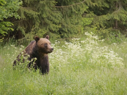 El oso, uno de los habitantes de los Cárpatos.