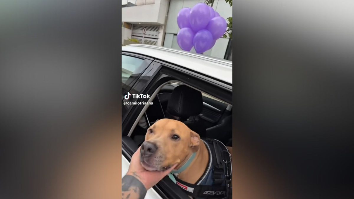 la reacción del resto de conductores no tiene precio