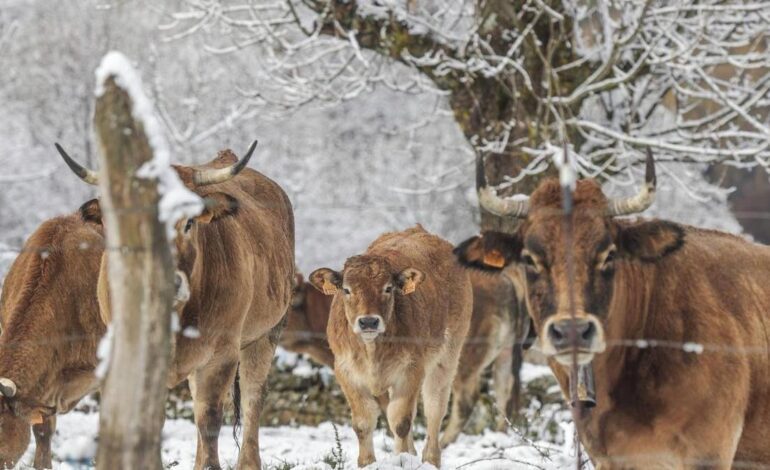 la falta de presupuesto impide llegar a todos