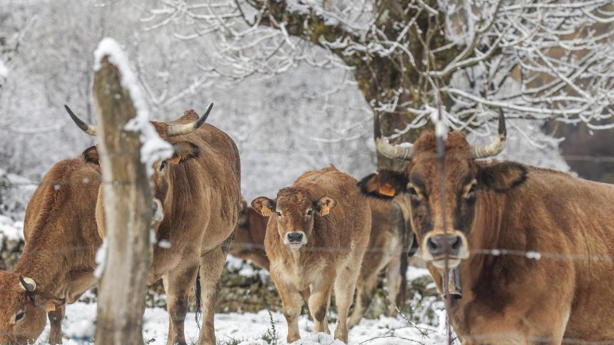 la falta de presupuesto impide llegar a todos