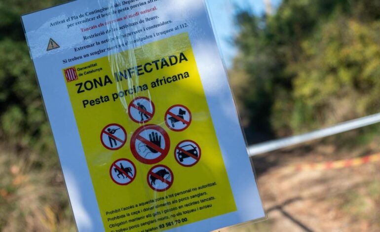 PESTE PORCINA AFRICANA | La UE amplía a 91 municipios la zona infectada de peste porcina pero deja fuera la comarca de Osona