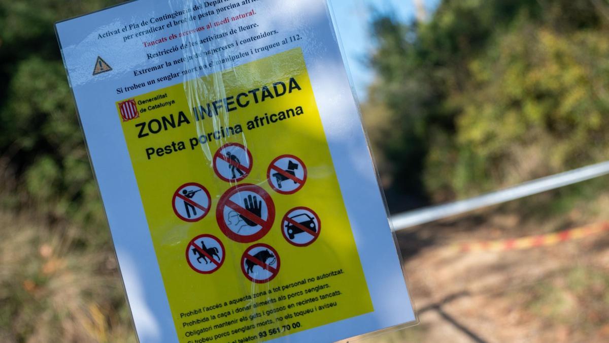 PESTE PORCINA AFRICANA | La UE amplía a 91 municipios la zona infectada de peste porcina pero deja fuera la comarca de Osona