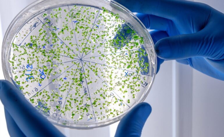 Descubren cómo los virus aprenden a burlar a bacterias resistentes y abren la puerta a nuevos tratamientos