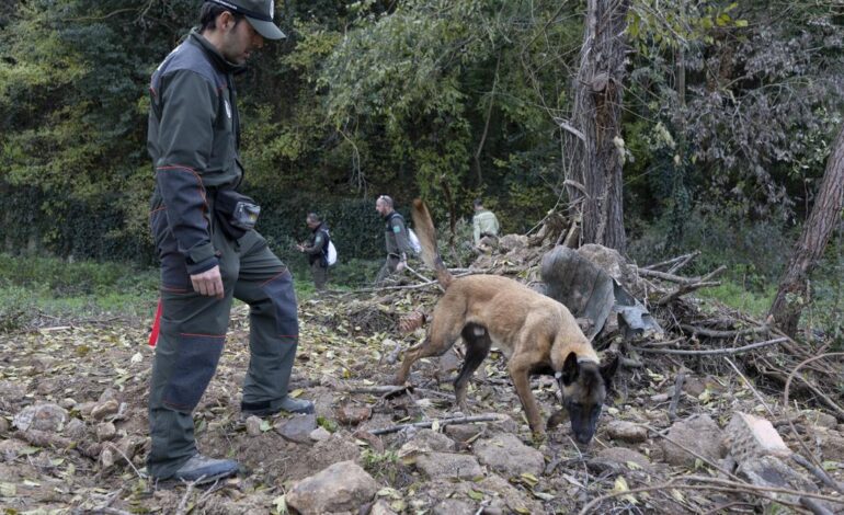 Peste porcina en Catalunya, en directo