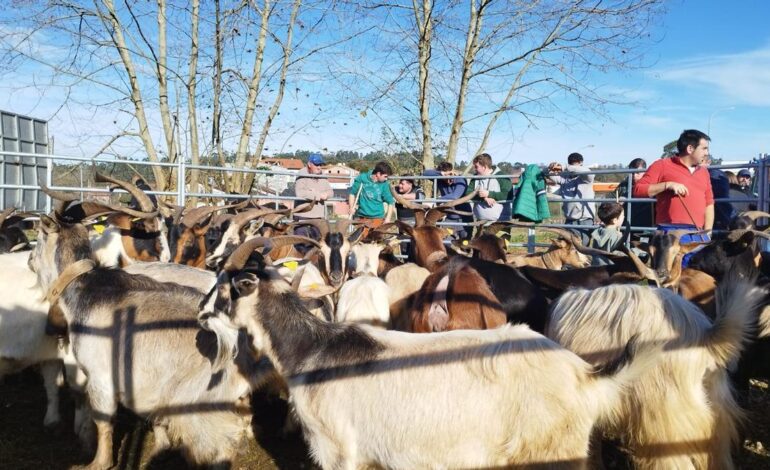 Posada de Llanes celebrará el sábado 13 la Feria ganadera de Santa Lucía
