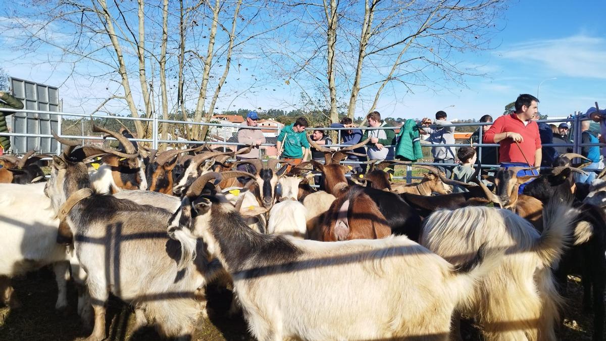 Posada de Llanes celebrará el sábado 13 la Feria ganadera de Santa Lucía